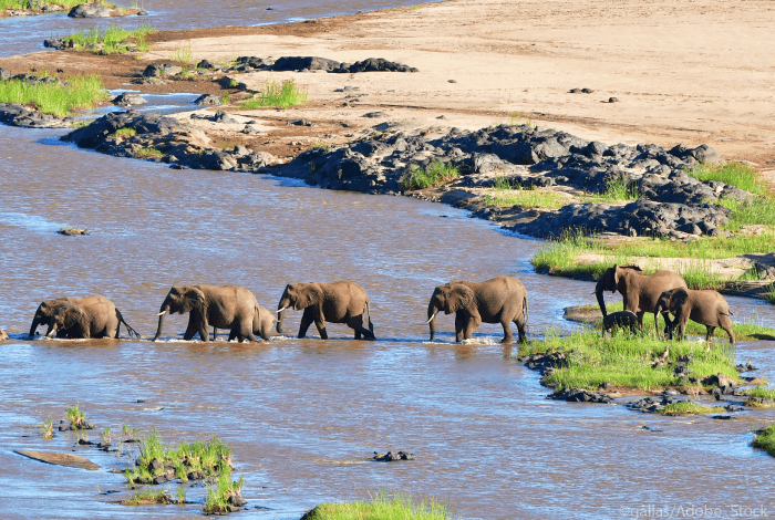 parcs-nationaux-afrique-Kruger