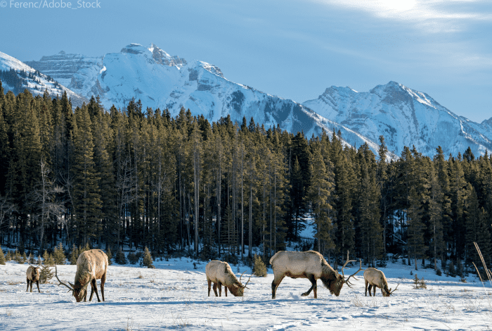 parcs-nationaux-canada-Banff