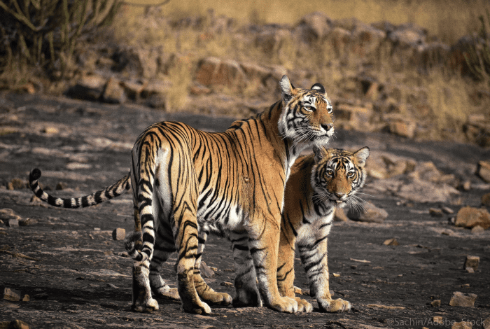 deux-tigres-parc-national-inde