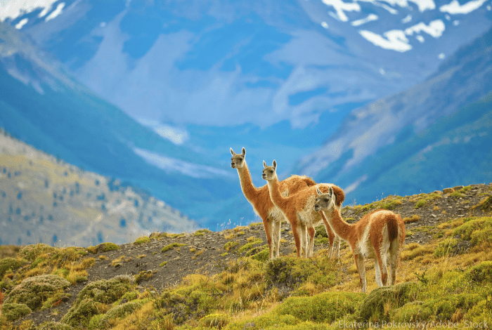 guanacos-montagne-chili-parc-national