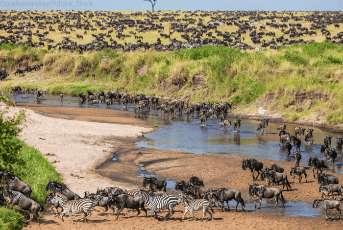 parcs-nationaux-tanzanie-Serengeti