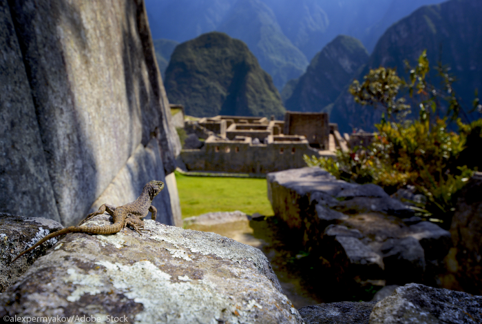 lezard-machu-pichu