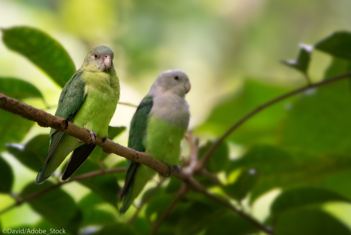 oiseau-madagascar-souvenir